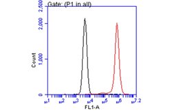 Invitrogen Annexin V Polyclonal Antibody 100 &mu;L; Unconjugated:Antibodies,