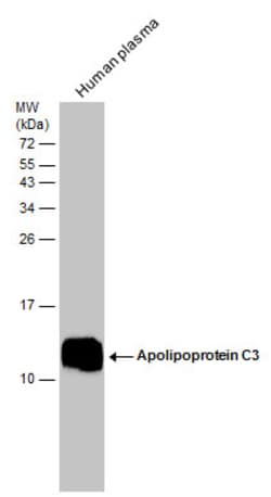 Invitrogen ApoC3 Polyclonal Antibody 100 &mu;L; Unconjugated:Antibodies,