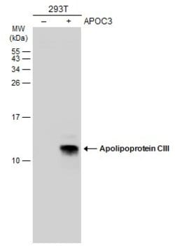 Invitrogen ApoC3 Polyclonal Antibody 100 &mu;L; Unconjugated:Antibodies,
