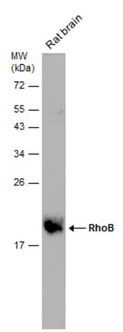 Invitrogen RhoB Polyclonal Antibody 100 &mu;L; Unconjugated:Antibodies,