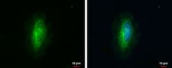 Invitrogen RhoGAP Polyclonal Antibody 100 &mu;L; Unconjugated:Antibodies,