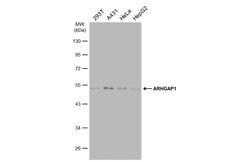 Invitrogen RhoGAP Polyclonal Antibody 100 &mu;L; Unconjugated:Antibodies,