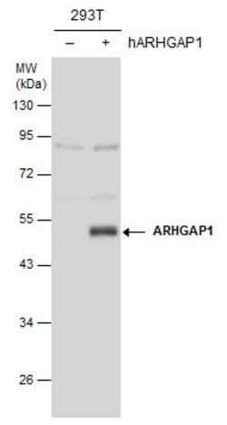 Invitrogen RhoGAP Polyclonal Antibody 100 &mu;L; Unconjugated:Antibodies,