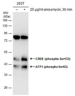 Invitrogen Phospho-ATF1 (Ser63) Polyclonal Antibody 100 &mu;L | Buy Online | Invitrogen&trade; | Fisher Scientific