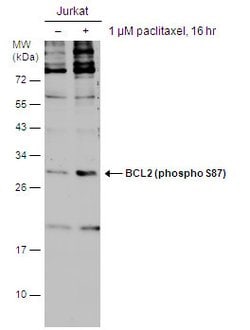 Invitrogen Phospho-Bcl-2 (Ser87) Polyclonal Antibody 100 &mu;L | Buy Online | Invitrogen&trade; | Fisher Scientific