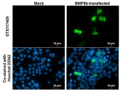 Invitrogen BMP-8B Polyclonal Antibody 100 &mu;L; Unconjugated:Antibodies,