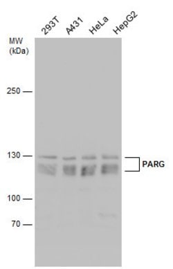 Invitrogen PARG Polyclonal Antibody 100 &mu;L; Unconjugated:Antibodies,