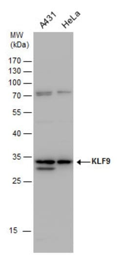 Invitrogen KLF9 Polyclonal Antibody 100 &mu;L; Unconjugated:Antibodies,