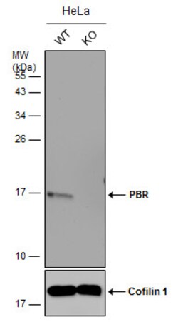 Invitrogen TSPO Polyclonal Antibody 100 &mu;L; Unconjugated:Antibodies,