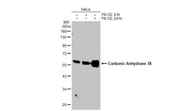 Invitrogen Carbonic Anhydrase IX Polyclonal Antibody 100 &mu;L; Unconjugated:Antibodies,