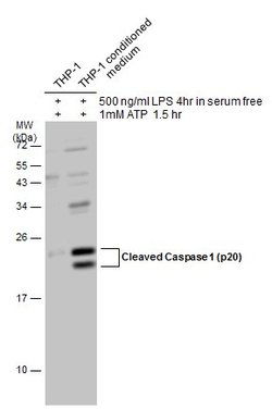 Invitrogen Caspase 1 (cleaved Asp297) Polyclonal Antibody 100 &mu;L; Unconjugated:Antibodies,