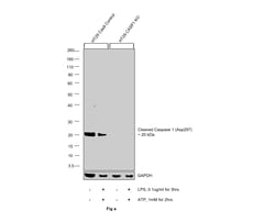 Invitrogen Caspase 1 (cleaved Asp297) Polyclonal Antibody 100 &mu;L; Unconjugated:Antibodies,