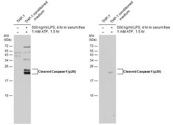 Invitrogen Caspase 1 (cleaved Asp297) Polyclonal Antibody 100 &mu;L | Buy Online | Invitrogen&trade; | Fisher Scientific