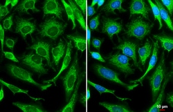 Invitrogen Caspase 3 Polyclonal Antibody 100 &mu;L; Unconjugated:Antibodies,