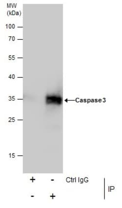 Invitrogen Caspase 3 Polyclonal Antibody 100 &mu;L; Unconjugated:Antibodies,