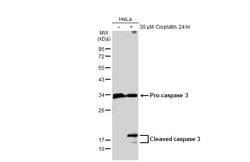 Invitrogen Caspase 3 Polyclonal Antibody 100 &mu;L; Unconjugated:Antibodies,