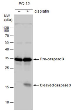 Invitrogen Caspase 3 Polyclonal Antibody 100 &mu;L; Unconjugated:Antibodies,