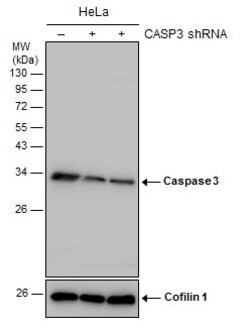 Invitrogen Caspase 3 Polyclonal Antibody 100 &mu;L; Unconjugated:Antibodies,