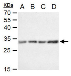 Invitrogen Caspase 3 Polyclonal Antibody 100 &mu;L; Unconjugated:Antibodies,
