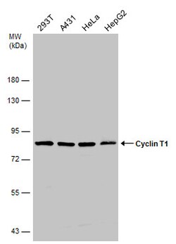 Invitrogen Cyclin T1 Polyclonal Antibody 100 &mu;L; Unconjugated:Antibodies,