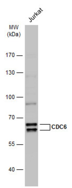 Invitrogen Cdc6 Polyclonal Antibody 100 &mu;L; Unconjugated:Antibodies,
