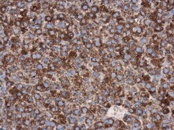 Invitrogen Cdc25A Polyclonal Antibody 100 &mu;L; Unconjugated:Antibodies,