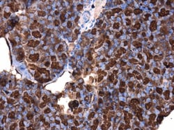 Invitrogen Cdc25A Polyclonal Antibody 100 &mu;L; Unconjugated:Antibodies,