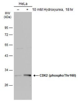 Invitrogen Phospho-CDK2 (Thr160) Polyclonal Antibody 100 &mu;L; Unconjugated:Antibodies,