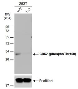 Invitrogen Phospho-CDK2 (Thr160) Polyclonal Antibody 100 &mu;L; Unconjugated:Antibodies,