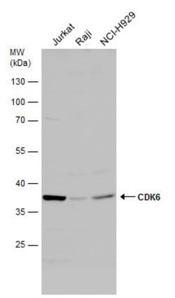 Invitrogen CDK6 Polyclonal Antibody 100 &mu;L; Unconjugated:Antibodies,