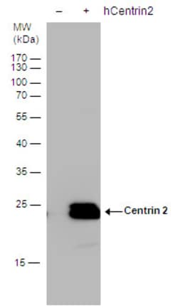 Invitrogen Centrin 2 Polyclonal Antibody 100 &mu;L; Unconjugated:Antibodies,