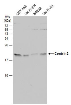 Invitrogen Centrin 2 Polyclonal Antibody 100 &mu;L; Unconjugated:Antibodies,
