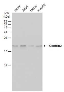 Invitrogen Centrin 2 Polyclonal Antibody 100 &mu;L; Unconjugated:Antibodies,