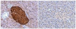Invitrogen Chromogranin A Polyclonal Antibody 100 &mu;L; Unconjugated:Antibodies,