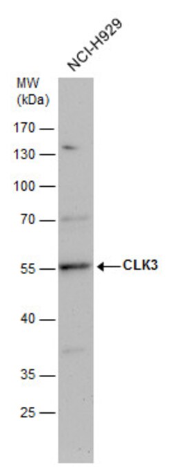 Invitrogen CLK3 Polyclonal Antibody 100 &mu;L; Unconjugated:Antibodies,