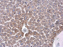 Invitrogen Ceruloplasmin Polyclonal Antibody 100 &mu;L; Unconjugated:Antibodies,
