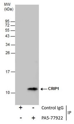 Invitrogen CRIP1 Polyclonal Antibody 100 &mu;L | Buy Online | Invitrogen&trade; | Fisher Scientific