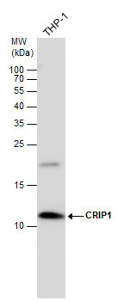 Invitrogen CRIP1 Polyclonal Antibody 100 &mu;L | Buy Online | Invitrogen&trade; | Fisher Scientific