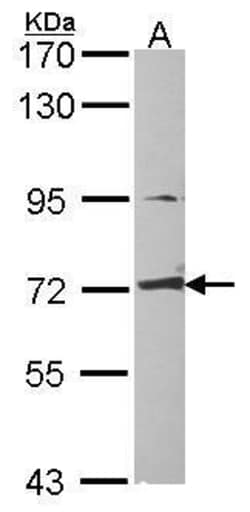 Invitrogen CRMP1 Polyclonal Antibody 100 &mu;L | Buy Online | Invitrogen&trade; | Fisher Scientific
