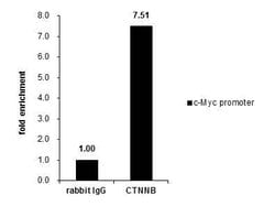 Invitrogen beta Catenin Polyclonal Antibody 100 &mu;L; Unconjugated:Antibodies,