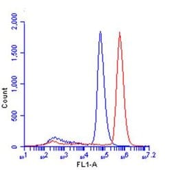 Invitrogen beta Catenin Polyclonal Antibody 100 &mu;L; Unconjugated:Antibodies,