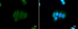 Invitrogen BRINP1 Polyclonal Antibody 100 &mu;L; Unconjugated:Antibodies,