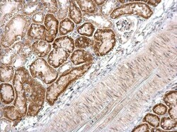 Invitrogen BRINP1 Polyclonal Antibody 100 &mu;L; Unconjugated:Antibodies,