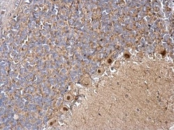 Invitrogen BRINP1 Polyclonal Antibody 100 &mu;L; Unconjugated:Antibodies,