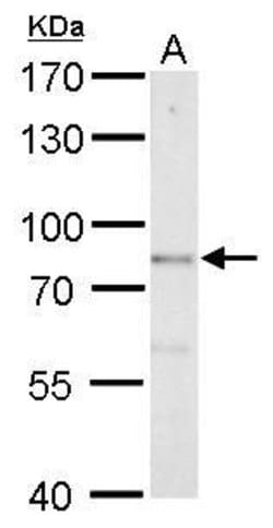 Invitrogen BRINP1 Polyclonal Antibody 100 &mu;L; Unconjugated:Antibodies,