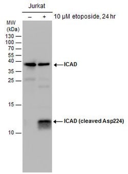 Invitrogen ICAD (cleaved Asp224) Polyclonal Antibody 100 &mu;L; Unconjugated:Antibodies,