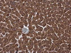 Invitrogen DHCR7 Polyclonal Antibody 100 &mu;L; Unconjugated:Antibodies,