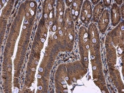 Invitrogen DHCR7 Polyclonal Antibody 100 &mu;L; Unconjugated:Antibodies,