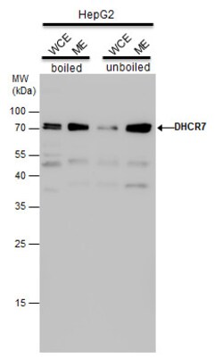 Invitrogen DHCR7 Polyclonal Antibody 100 &mu;L; Unconjugated:Antibodies,