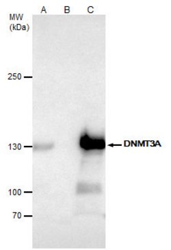 Invitrogen DNMT3A Polyclonal Antibody 100 &mu;L; Unconjugated:Antibodies,